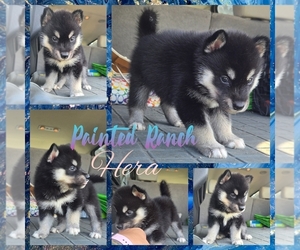 Siberian Husky Puppy for sale in FORT PLAIN, NY, USA