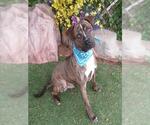 Small American Pit Bull Terrier Mix
