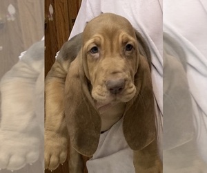 Bloodhound Puppy for sale in FORT MORGAN, CO, USA
