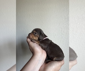 Dachshund Puppy for sale in LIVINGSTON, CA, USA