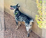 Small #3 Mutt