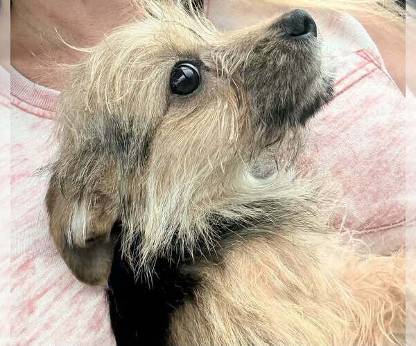 Medium Photo #1 Mutt Puppy For Sale in Aurora, IN, USA