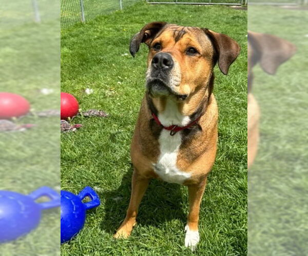 Medium Photo #26 Rottweiler-Unknown Mix Puppy For Sale in Muskegon, MI, USA