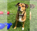 Small #25 Rottweiler Mix