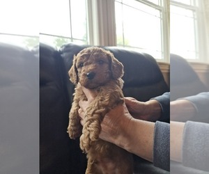 Goldendoodle (Miniature) Puppy for Sale in ROSEVILLE, California USA