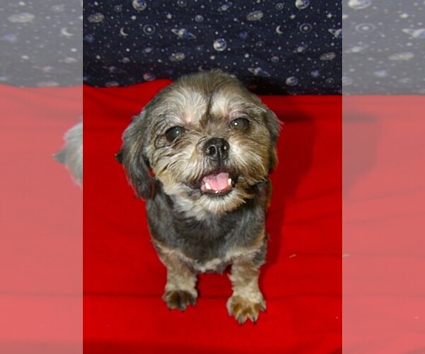 Medium Photo #1 Cavapoochon (Miniature) Puppy For Sale in PATERSON, NJ, USA