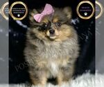 Puppy Fluffy AKC Pomeranian