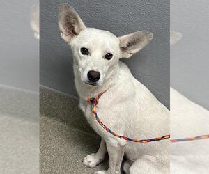 Chihuahua-Unknown Mix Dogs for adoption in Las Vegas, NV, USA