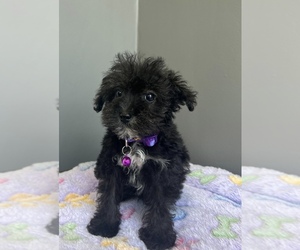 Schnoodle (Miniature) Puppy for sale in VALPARAISO, IN, USA