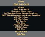 Small #6 English Cream Golden Retriever