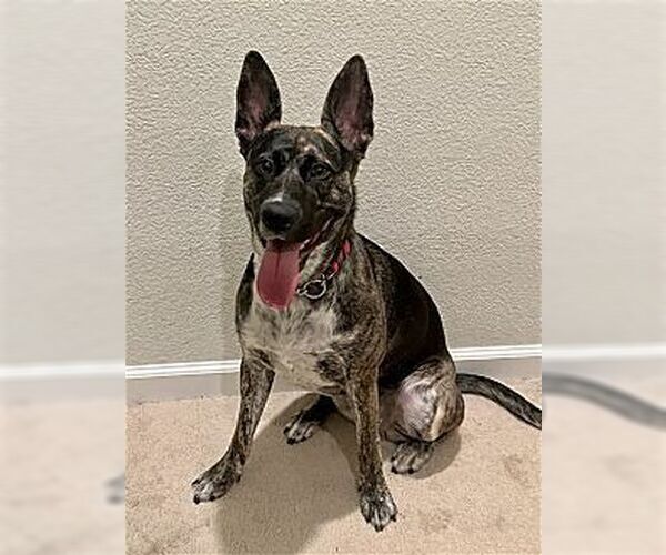 Medium Photo #2 Retriever -Unknown Mix Puppy For Sale in Dana Point, CA, USA