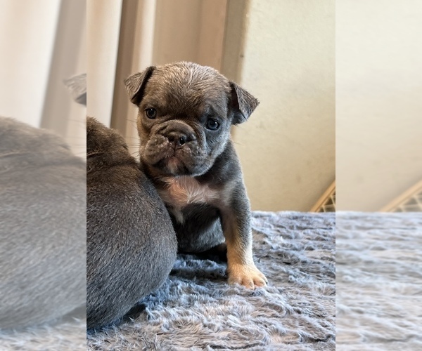 Medium Photo #1 English Bulldog Puppy For Sale in LANCASTER, CA, USA
