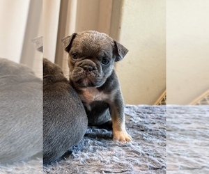 English Bulldog Puppy for sale in LANCASTER, CA, USA