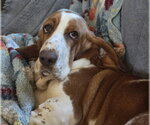 Small Basset Hound