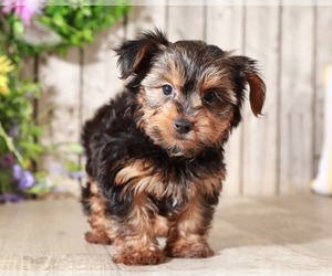 Yorkshire Terrier Puppy for sale in MOUNT VERNON, OH, USA