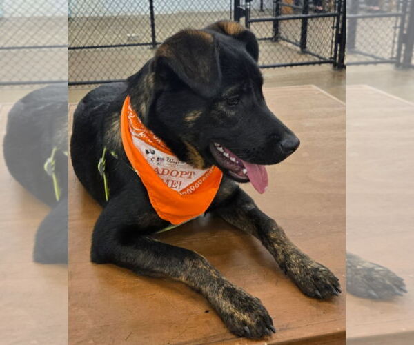 Medium Photo #7 Mountain Cur-Unknown Mix Puppy For Sale in Farmington, MN, USA