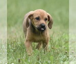 Small #12 Retriever  Mix