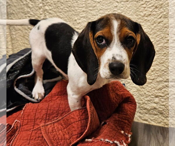 Medium Photo #1 Bagle Hound Puppy For Sale in Dunnellon, FL, USA