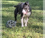 Small #3 American Pit Bull Terrier-Staffordshire Bull Terrier Mix