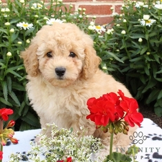 Poodle (Toy) Puppy for sale in GAP, PA, USA