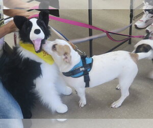 Marshmallow - Peki-a-pit - Female American Pit Bull Terrier-Pekingese Mix Dog for Adoption - Photo #3