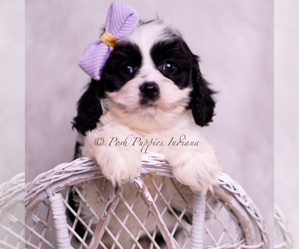 Medium Photo #13 Cavapoo (Miniature) Puppy For Sale in WARSAW, IN, USA
