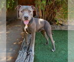 Small #3 American Staffordshire Terrier