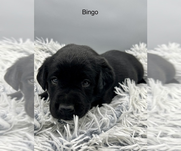 Medium Photo #2 Labrador Retriever Puppy For Sale in FREDERICKSBG, OH, USA