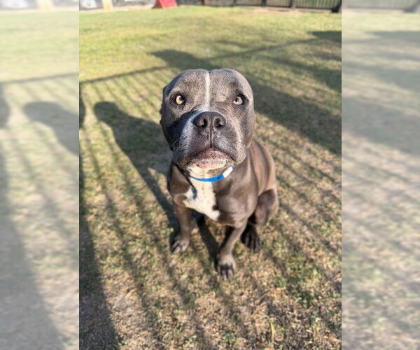 Medium Photo #1 Mutt Puppy For Sale in Riverside, CA, USA