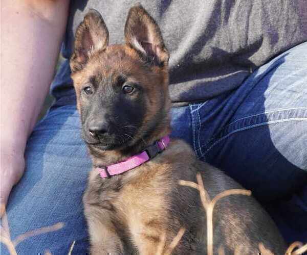Medium Photo #1 Belgian Malinois Puppy For Sale in THAYER, MO, USA