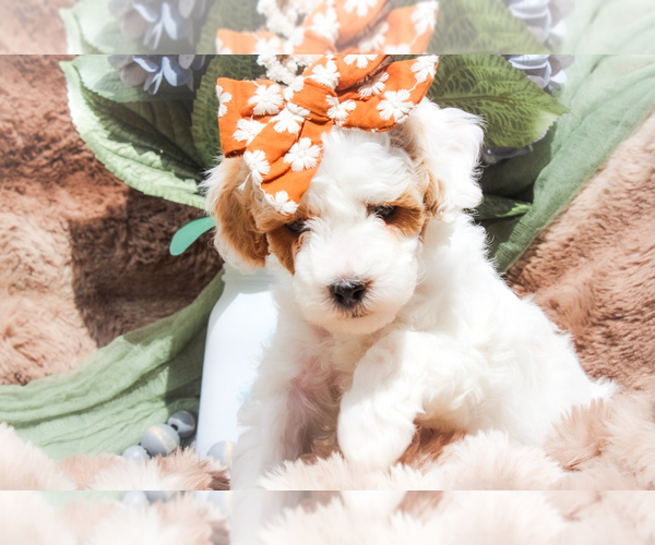 Medium Photo #6 Poodle (Miniature)-Sheepadoodle Mix Puppy For Sale in FAYETTEVILLE, NC, USA