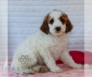 Goldendoodle (Miniature) Puppy for sale in LITITZ, PA, USA