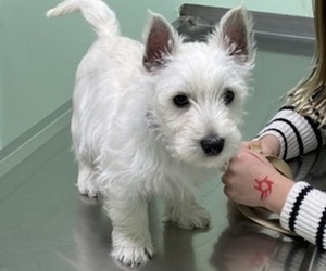 West Highland White Terrier Puppy for sale in MINSTER, OH, USA