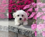 Small #3 Coton de Tulear