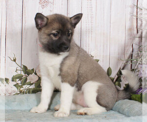 Pomsky Puppy for sale in PENNS CREEK, PA, USA