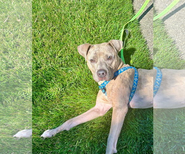 Medium Photo #6 American Pit Bull Terrier-Unknown Mix Puppy For Sale in Germantown, OH, USA