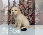 Small Photo #9 Goldendoodle Puppy For Sale in GOLDEN CITY, MO, USA