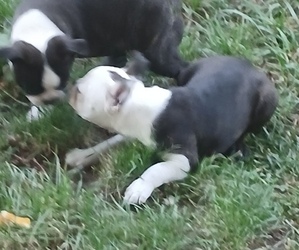 Boston Terrier Litter for sale in BELTON, MO, USA