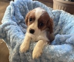 Puppy 2 Cavalier King Charles Spaniel