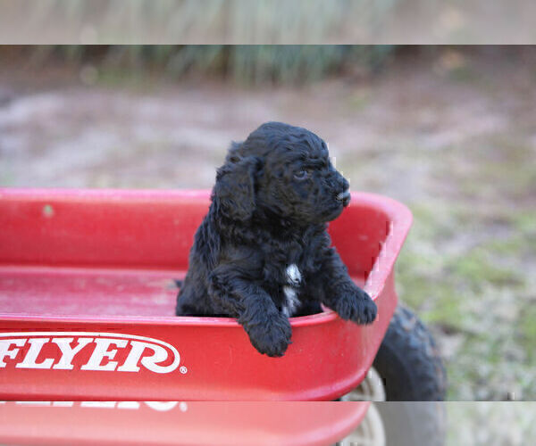 Full screen Photo #7 Pyredoodle Puppy For Sale in EATONTON, GA, USA