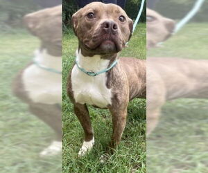 American Pit Bull Terrier Dogs for adoption in Glen Allen, VA, USA