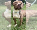 Small American Pit Bull Terrier