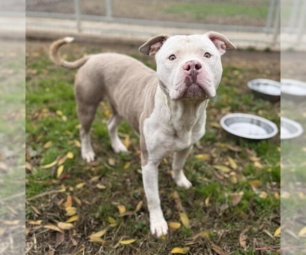 Medium Photo #1 Mutt Puppy For Sale in Modesto, CA, USA