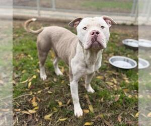 Mutt Dogs for adoption in Modesto, CA, USA