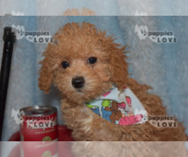 Medium Photo #17 Poodle (Toy) Puppy For Sale in SANGER, TX, USA