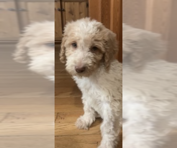 Medium Photo #6 Poodle (Standard) Puppy For Sale in MOUNTAIN VIEW, AR, USA
