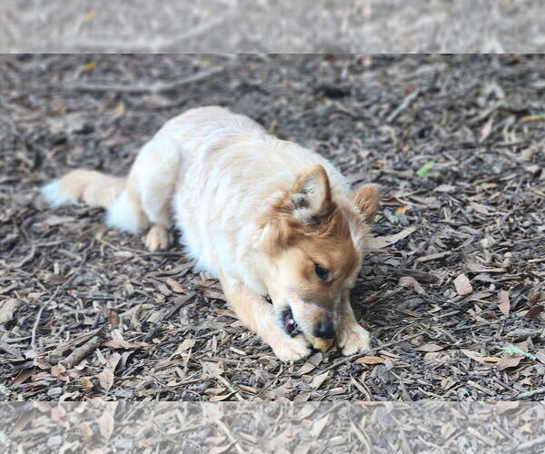 Medium Photo #2 Mutt Puppy For Sale in Paso Robles, CA, USA