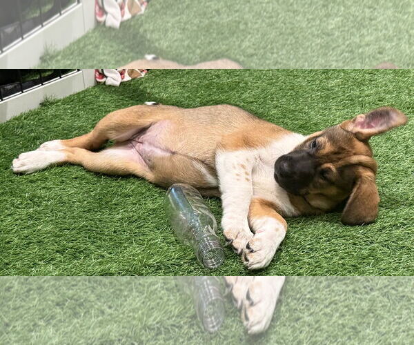 Medium Photo #11 Mutt Puppy For Sale in Sanford, FL, USA