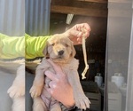 Puppy White Golden Retriever
