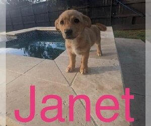 Basset Hound-Unknown Mix Dogs for adoption in Denton, TX, USA